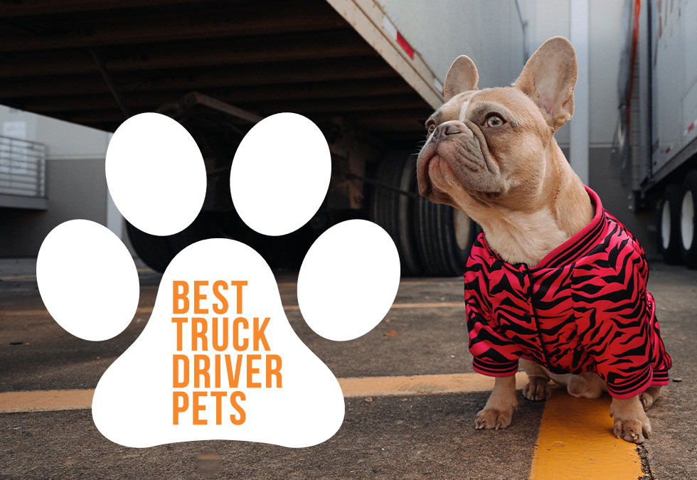 Best Truck Driver Pets